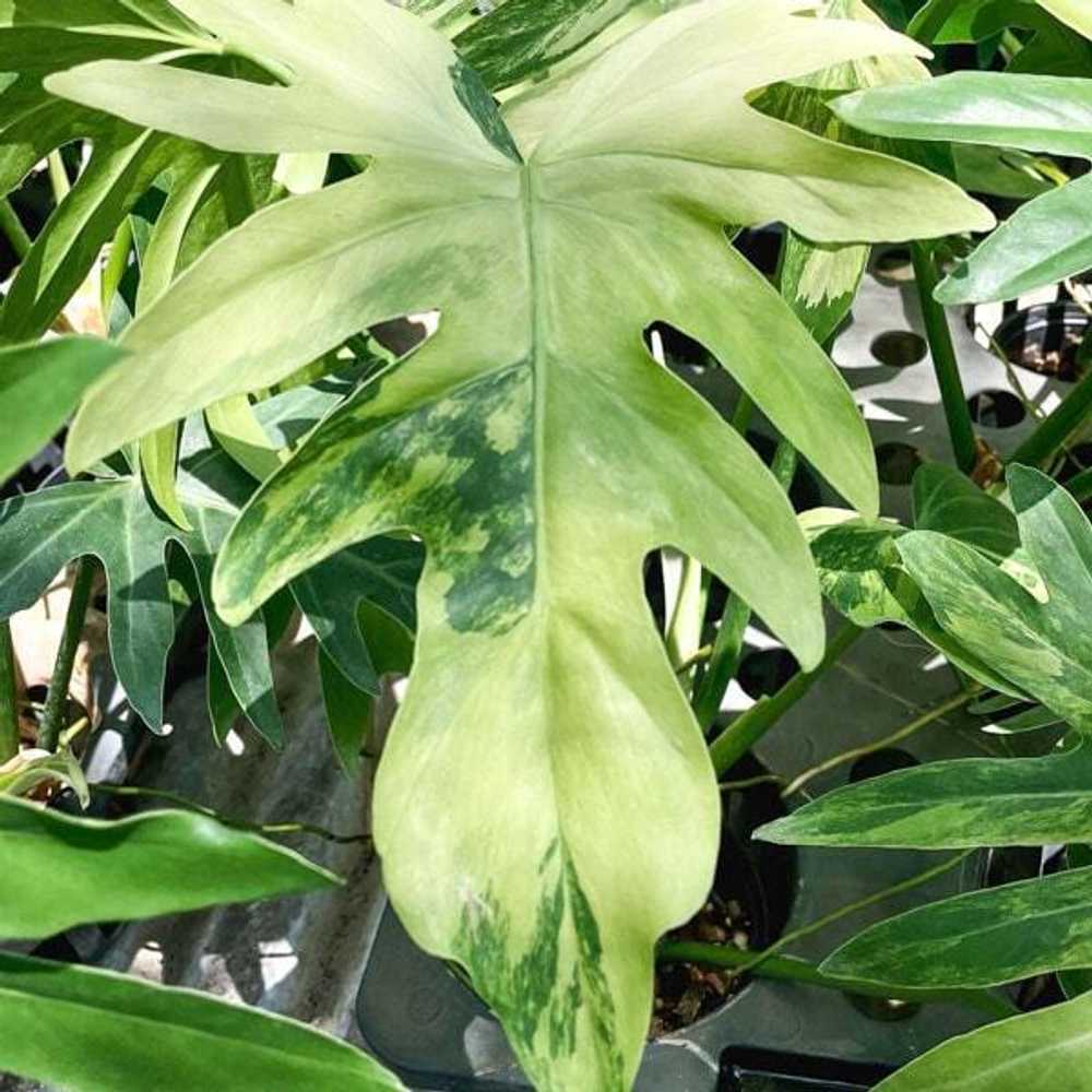 Филодендрон RADIATUM VAR N1 MARBLE