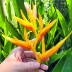 Геликония NICKERIENSIS