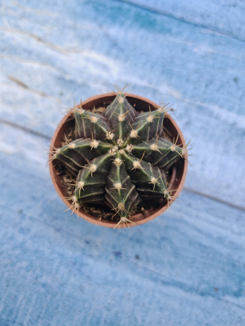 Gymnocalycium Friedrichii (Гимнокалициум)