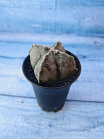 Astrophytum Myriostigma monstrosa (Астрофитум)