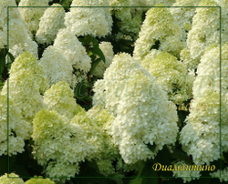 Гортензия метельчатая Диамантино- Алмаз (Hydrangea paniculata `Diamantino`)