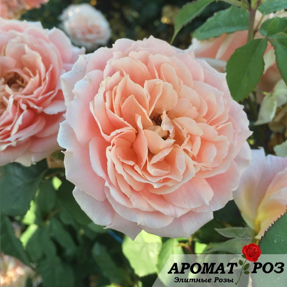 Поль Бокюз (Paul Bocuse)