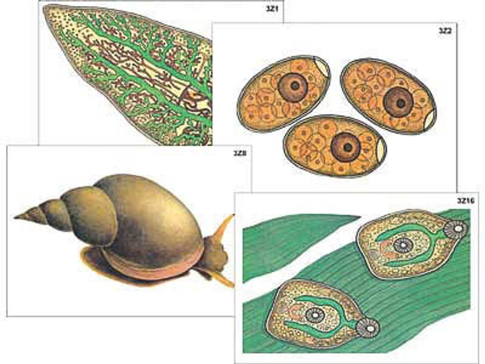 Модель-аппликация Цикл развития бычьего цепня и печеночного сосальщика