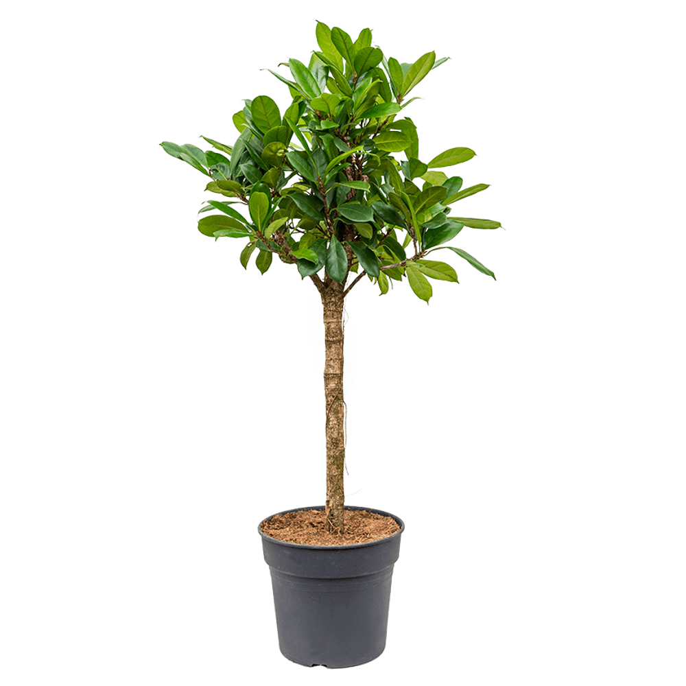 Фикус "Циатистипула" штамб