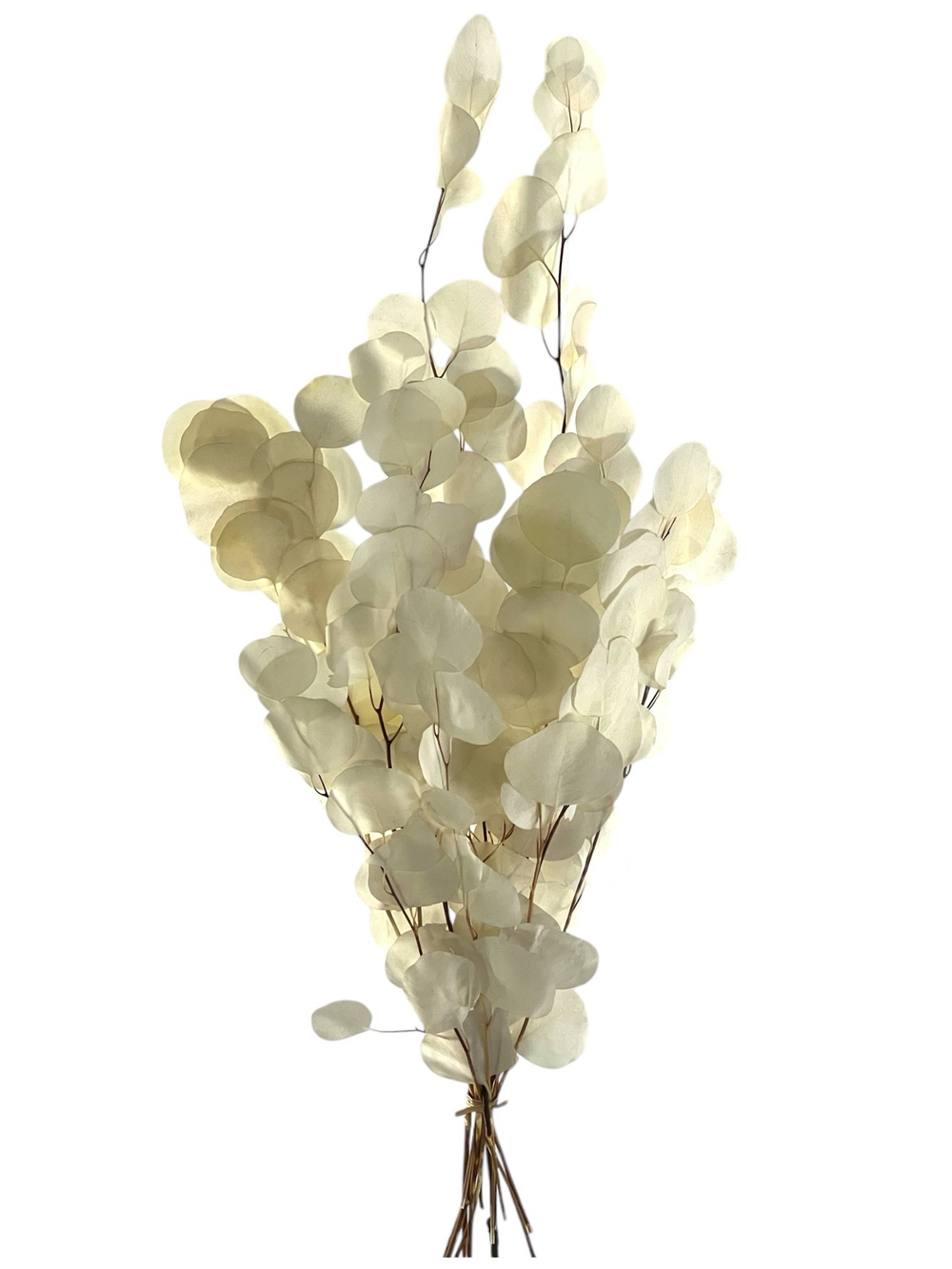 Эвкалипт стабилизированный популус белый