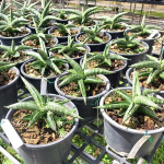 Сансевиерия PAO BOON JIN