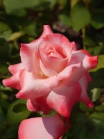 Роза чайно-гибридная Биг Эппл