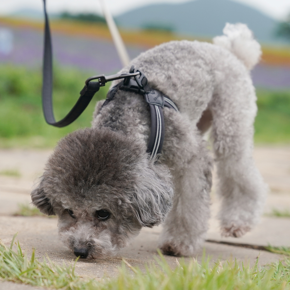 003 Шлейка (фиксатор-пряжка с защелкой, размер-в-размер) SSOOOK