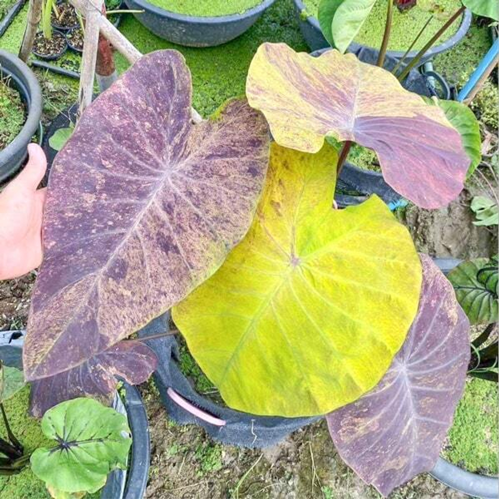 Колоказия STREAK BACK