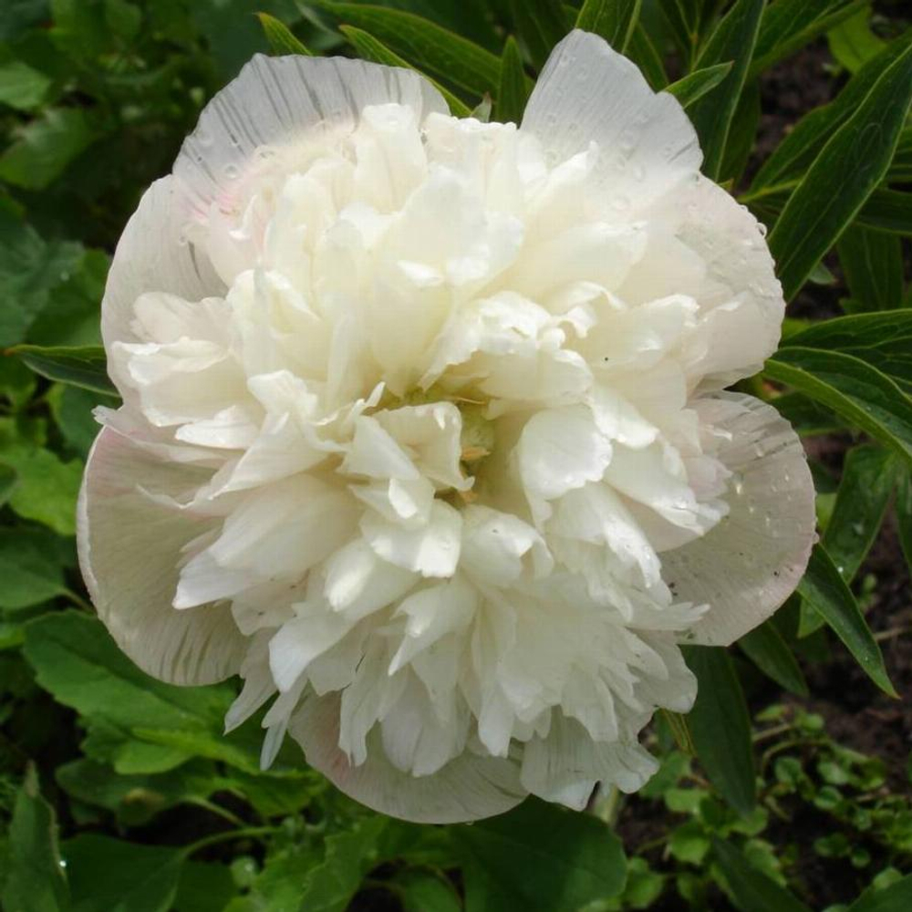 пион травянистый  Офишиналис Альба Плена (Paeonia Alba Plena)