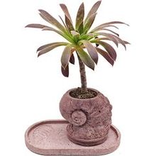 Суккулент Эониум Феникс