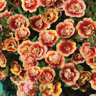 К2 Калибрахоа MINIFAMOUS NEO DOUBLE ORANGETASTIC