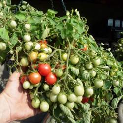 Помидоры для подвесных корзин, ампельные — Garden Pearl