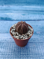 Euphoria Obesa (Эуфорбия)