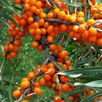 Облепиха Чечек