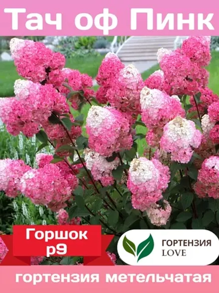 Тач оф Пинк гортензия метельчатая