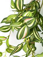 Традесканция зеленая 80 см.