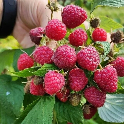 Малина Глен Ампл