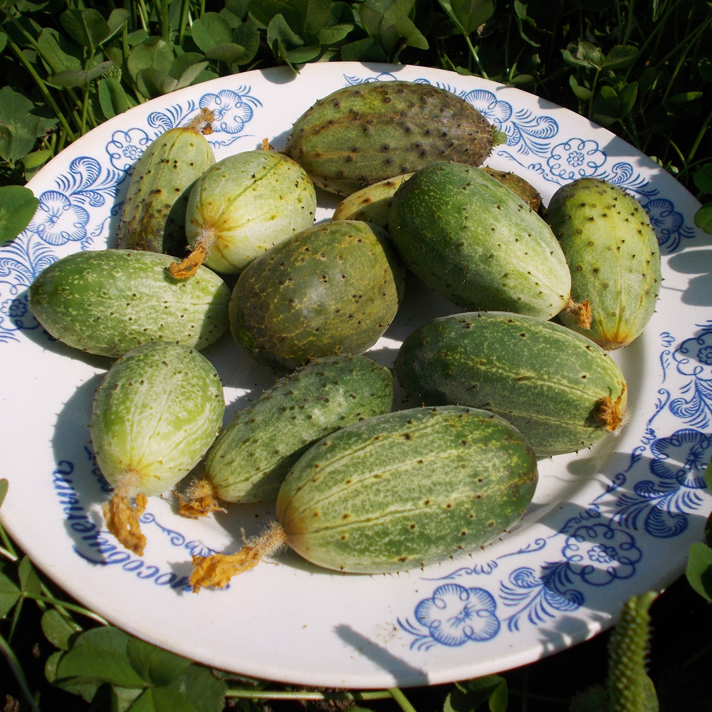 Огурец Изначальный Древнерусский