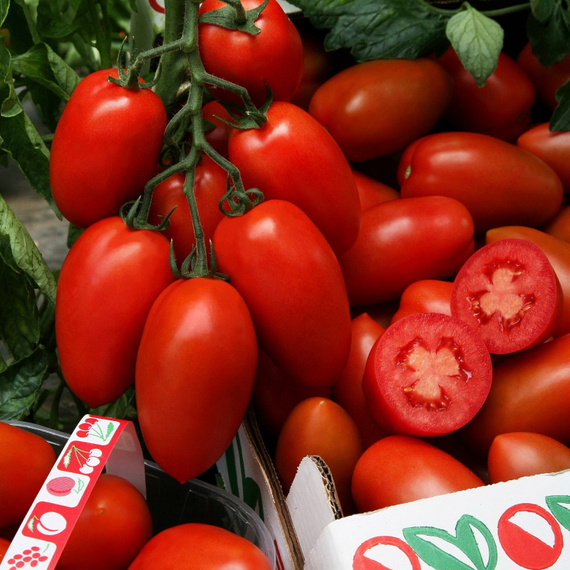 Сэр Элиан F1 семена томата индетерминантного (Vilmorin / ALEXAGRO) культура – фото 2