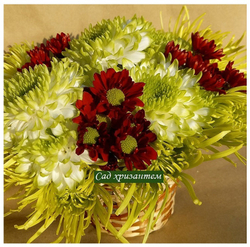 Хризантема одноголовая Zembla laim /о.48/поставка весна 2026г/