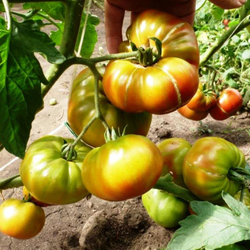 Помидоры Ananas Noire, Чёрный Ананас