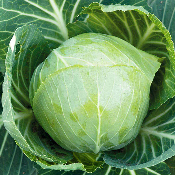 Агрессор F1 семена капусты белокочанной – фото 2