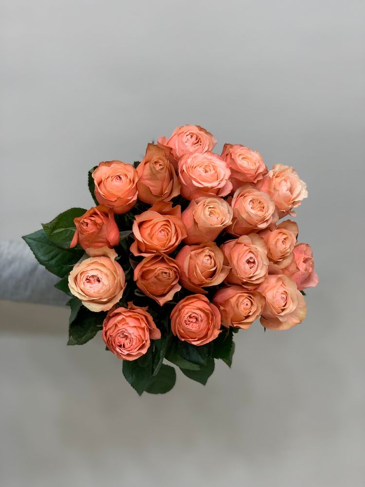 Букет 19 пионовидных одноголовых роз в ленте