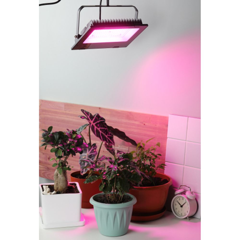 Фитопрожектор для растений светодиодный ЭРА FITO-100W-RB-LED для цветения и плодоношения красно-синего спектра 100 Вт