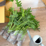 Филодендрон XANADU (В25)