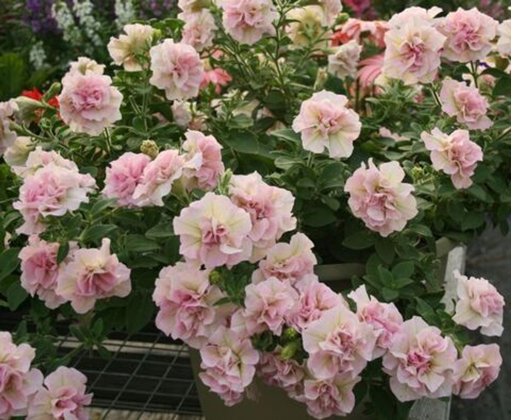 Петуния SWEETSUNSHINE LIGHT PINK