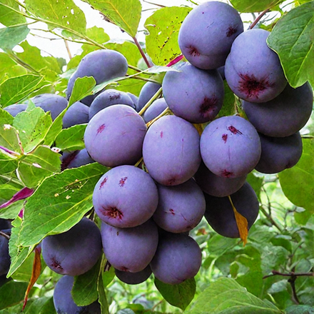 Слива Мирная