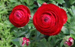 Ранункулюс Красный / Red (3шт)