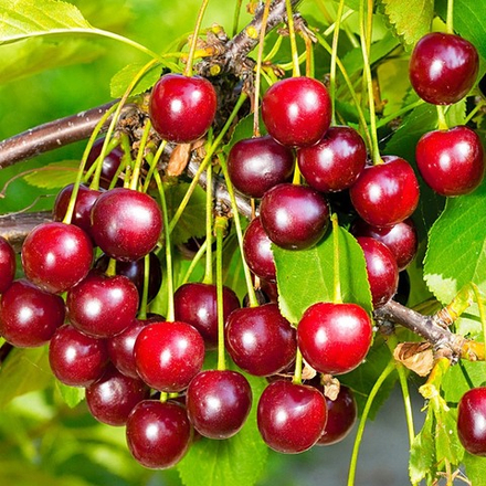 Вишня Звездочка