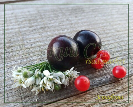Вишня песчаная ( Бессея) Эстафета (23-28)