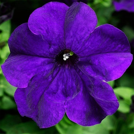 Петуния синяя (blue) (6 шт)