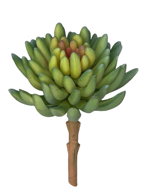 Суккулент 107 сизый