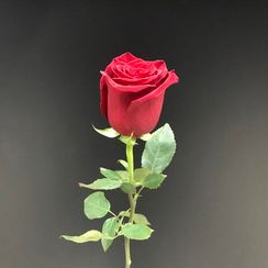 Роза свежая. сорт Explorer, плантация Tessa