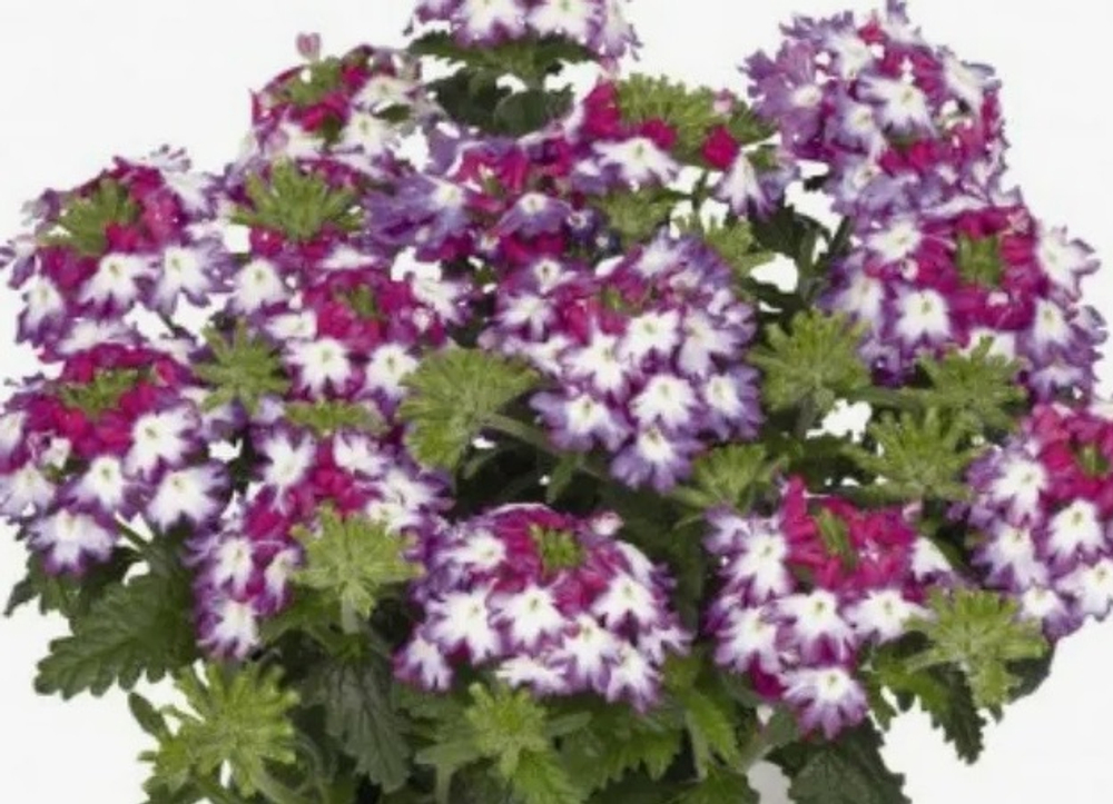 ЕВРО Вербена Verbena Wicked Burgundy укор черенок