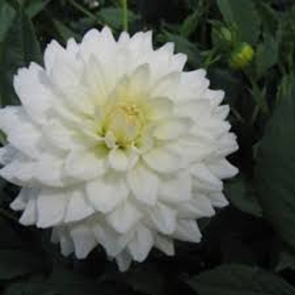 Георгин Вайт свен (White swan)