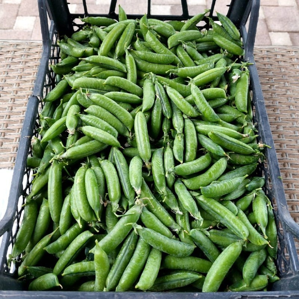 Горох Преладо 25шт Мировые Семена VITA GREEN