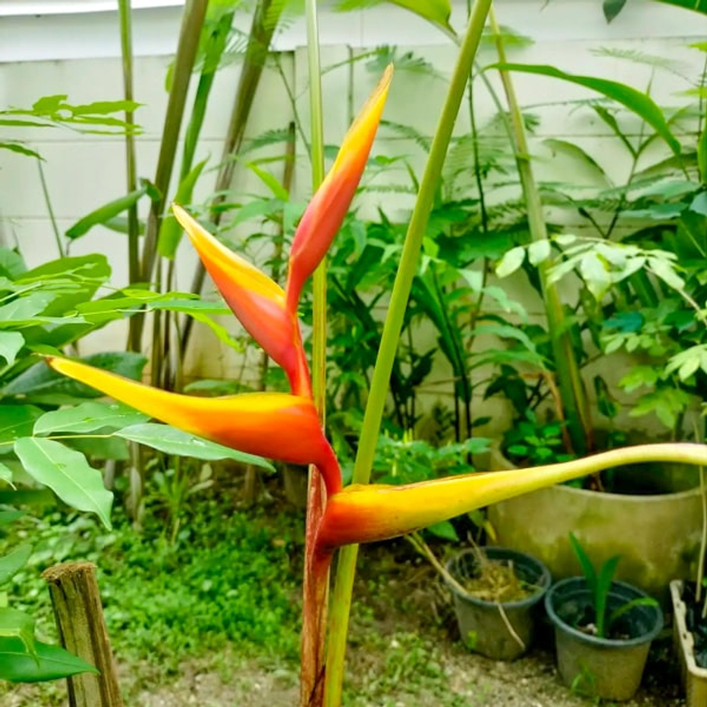 Геликония SPATHOCIRNATA CINNAMON TWIST