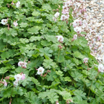 Герань кембриджская "Biokovo". Geranium cantabrigiense "Biokovo".