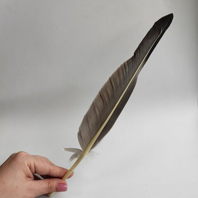 Перо для письма естественное