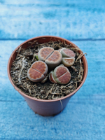 Lithops sp. (Литопсы)