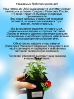 Калибрахоа Алоха Пурпур