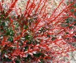 Барбарис тунберга Ред Чиф С3 Закупка М60 июнь 2026