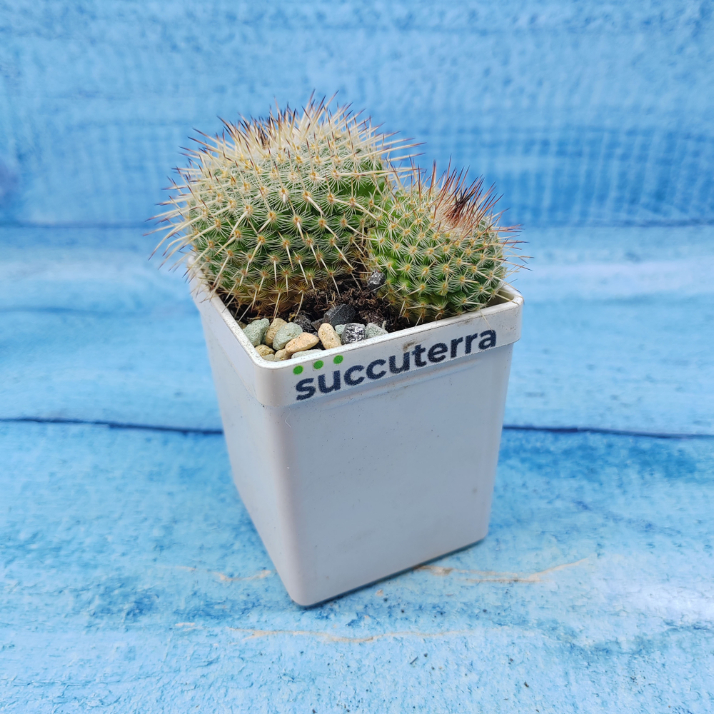Mammillaria Parkinsonii (Маммилярия)