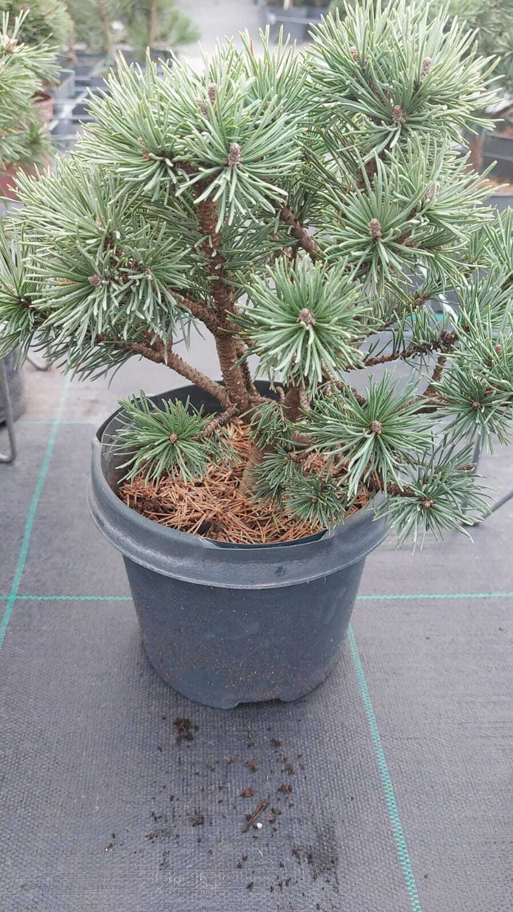 Сосна pinus mugo Mops
