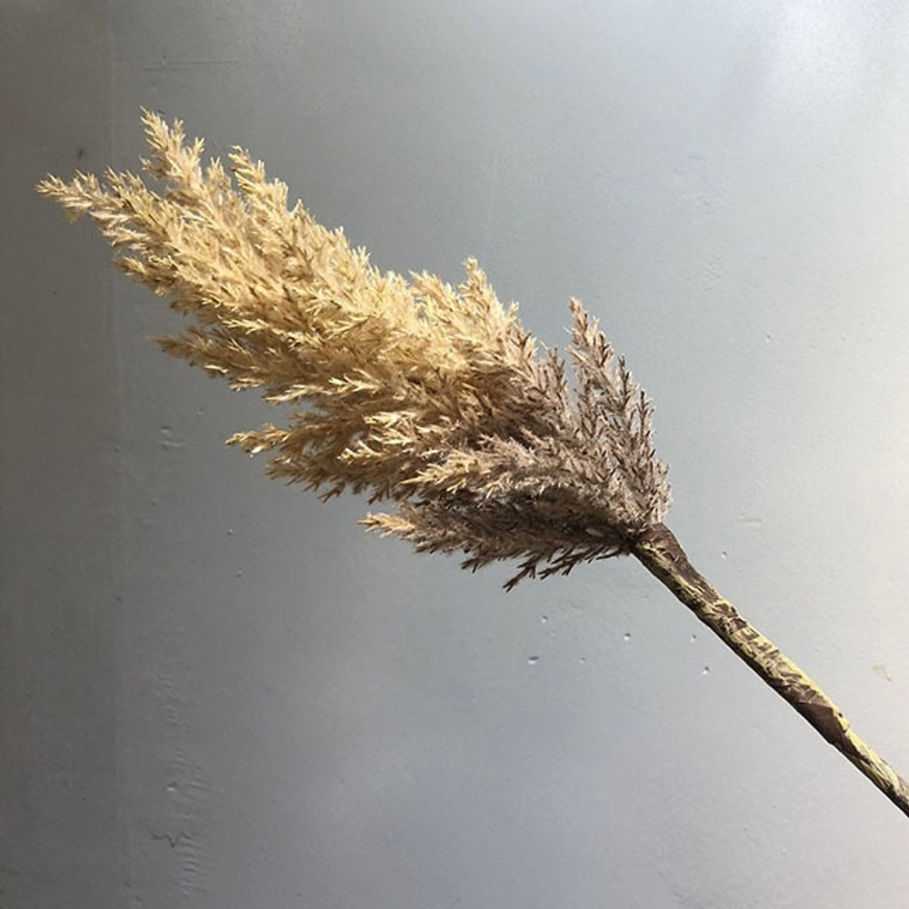 Пампасная трава 90 см, бежевая